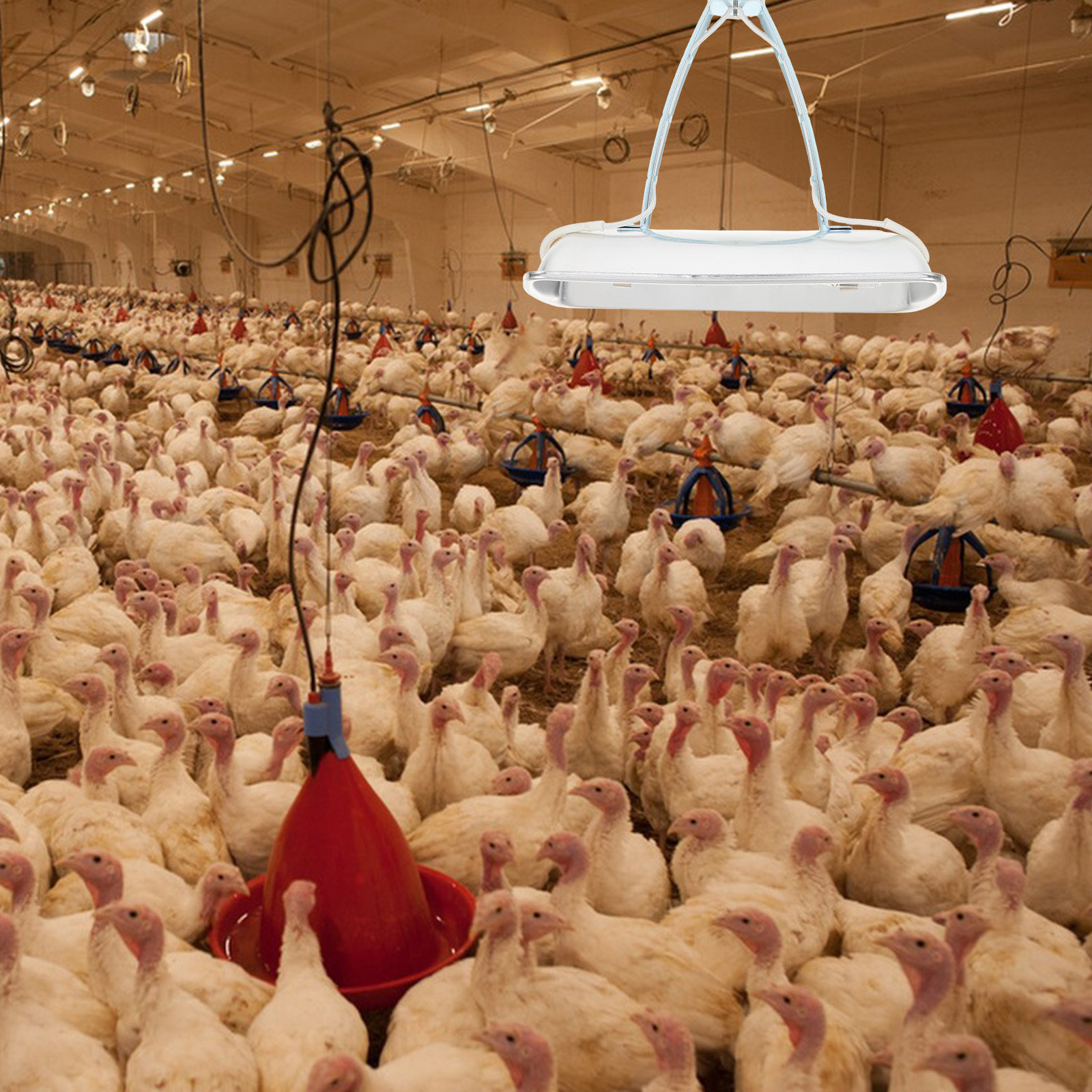 Pig Farm Heat Lamp Bulb E27 25 - Outdoor Lighting Battery 评论和价格